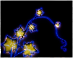 robert-buelteman-flores-15