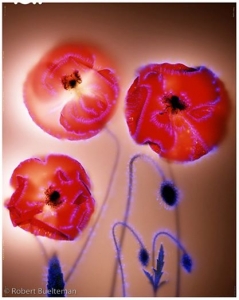 robert-buelteman-flores-21