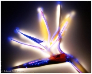 robert-buelteman-flores-20