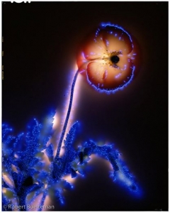 robert-buelteman-flores-19