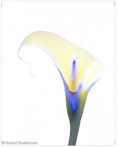 robert-buelteman-flores-18