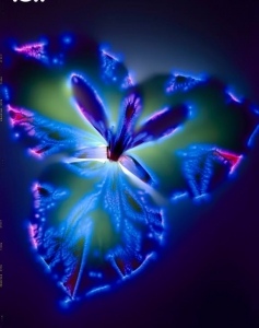 robert-buelteman-flores-22