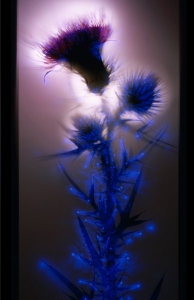 robert-buelteman-flores-14