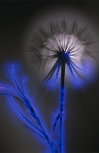 robert-buelteman-flores-13