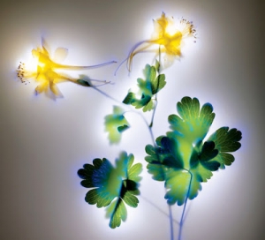 robert-buelteman-flores-10