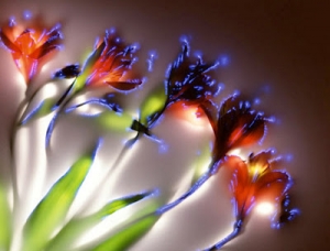 robert-buelteman-flores-9