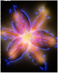 robert-buelteman-flores-6