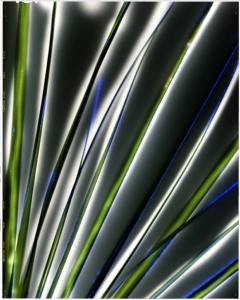 robert-buelteman-flores-5