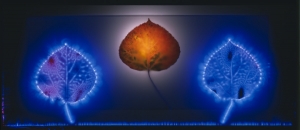 robert-buelteman-flores-3