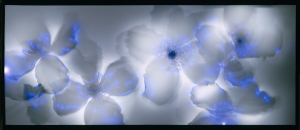 robert-buelteman-flores-2